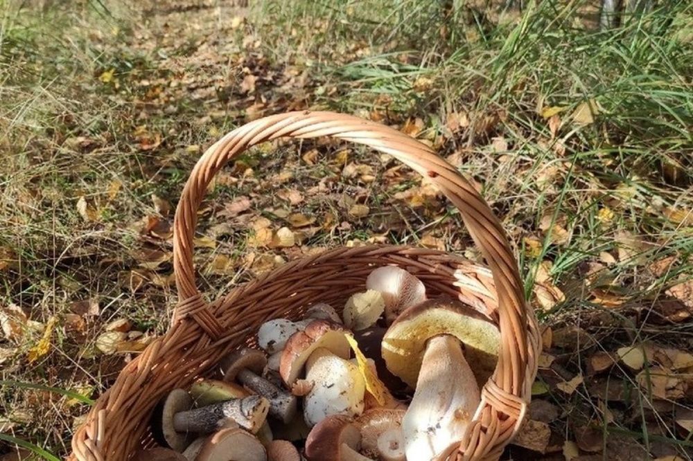 Фото Нижегородцы указали на грибные места области в октябре - Новости Живем в Нижнем