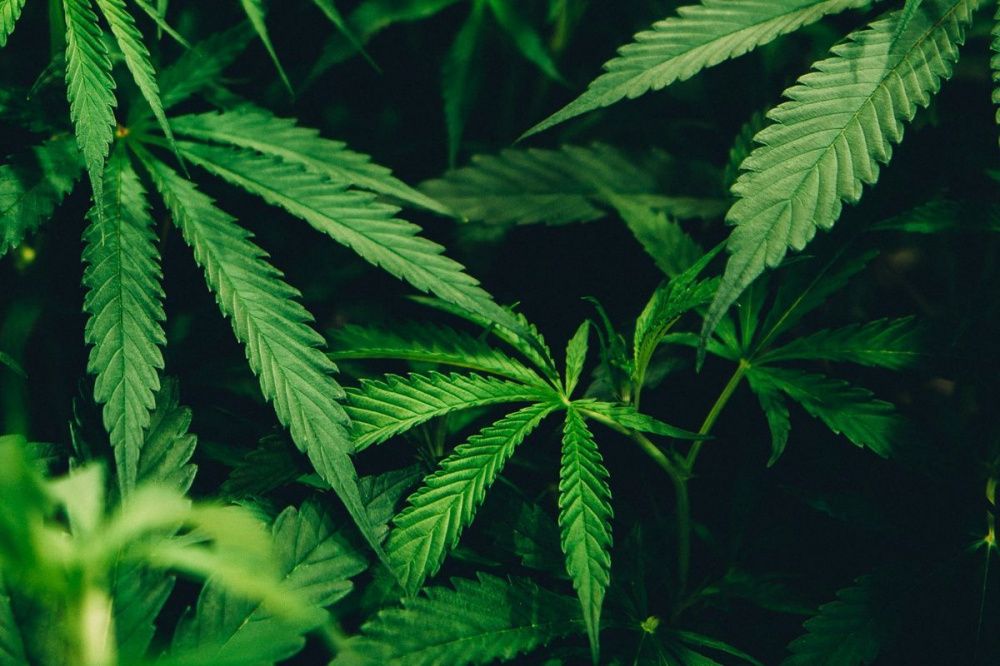 Около килограмма марихуаны было обнаружено в квартире нижегородца на улице Оранжерейной