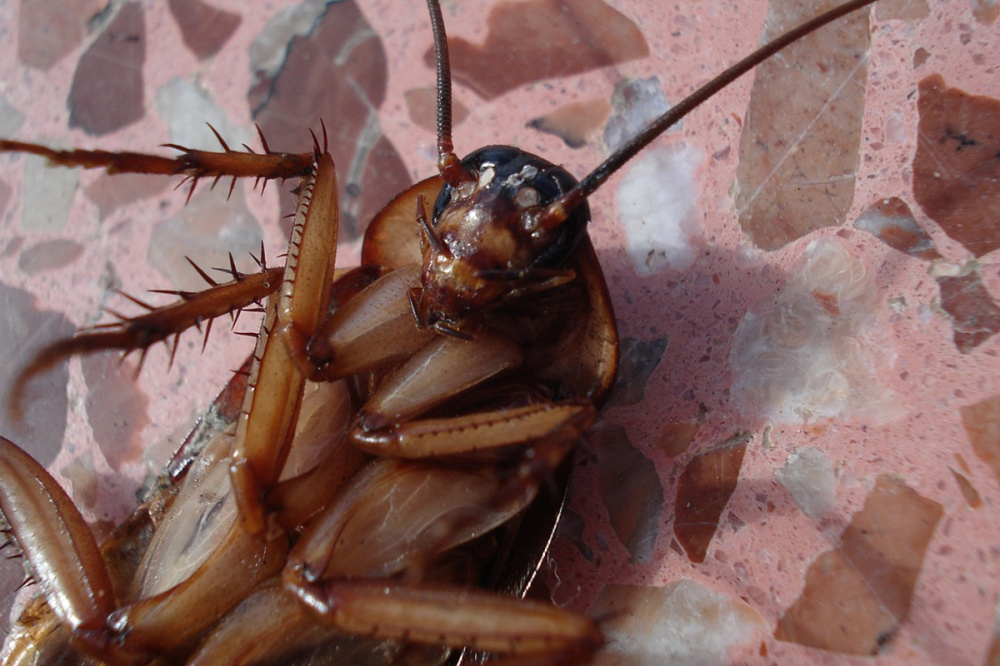 Жильцы дома на улице Бориса Панина жалуются на полчища тараканов