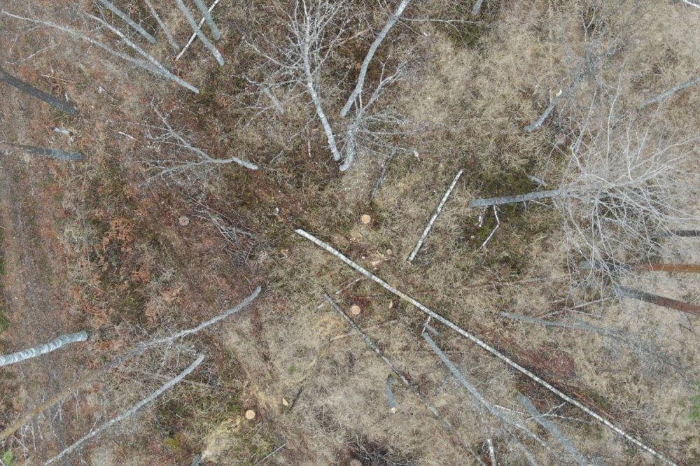 Фото Деятельность «черных лесорубов» обнаружил квадрокоптер в Нижегородской области - Новости Живем в Нижнем