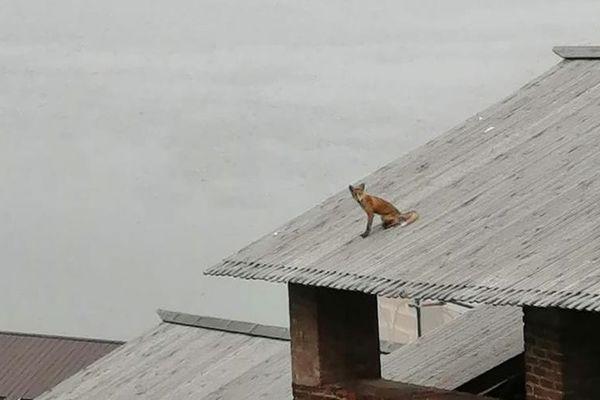 Семейство лис поселилось в нижегородском кремле