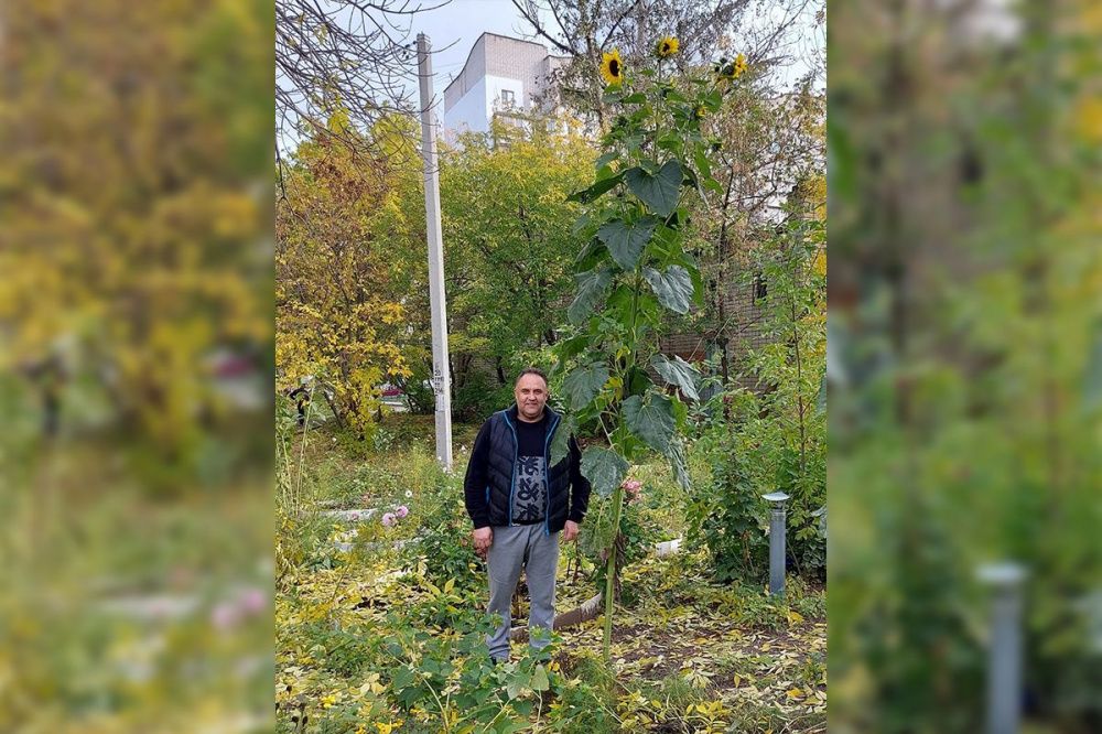 Четырехметровый подсолнух вырос в Нижегородской области