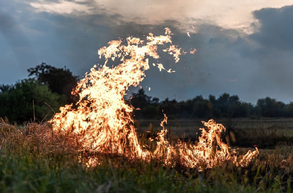 Фото На охрану нижегородских лесов от огня направят более 370 млн рублей - Новости Живем в Нижнем