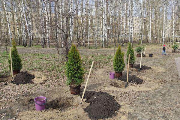 23 липы и 295 кустов кизильника высадят в Сормовском районе осенью