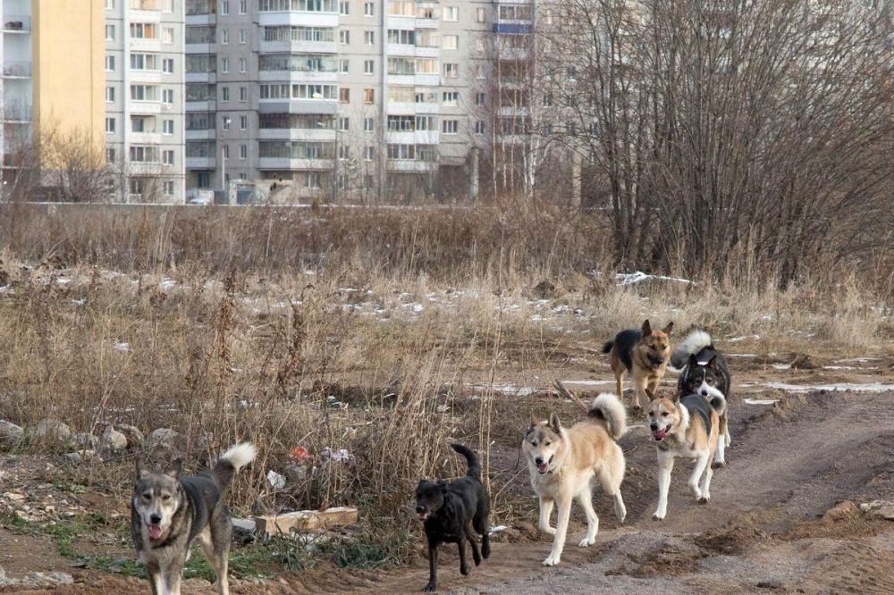 Собака сорвалась с цепи и загрызла женщину в Нижегородской области