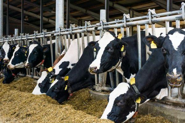 Показатели производства молока выросли на 4% в 2020 году в Нижегородской области