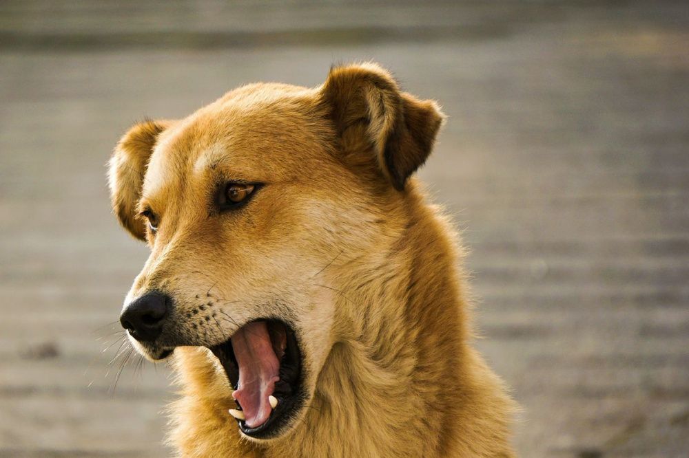 Нижегородцы предложили штрафовать владельцев собак за лай по ночам