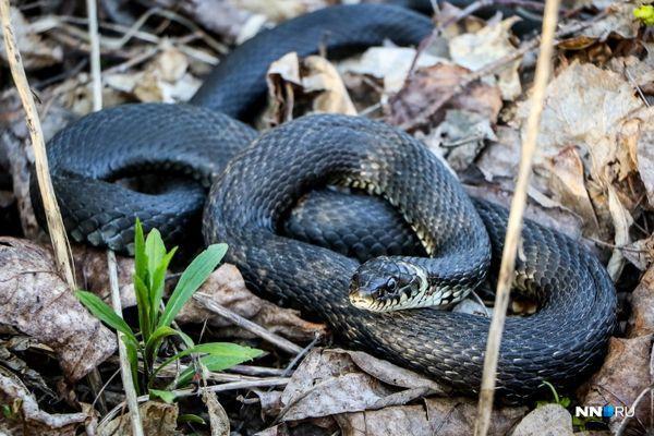 Четверо нижегородцев пострадали от укусов змей с начала весны