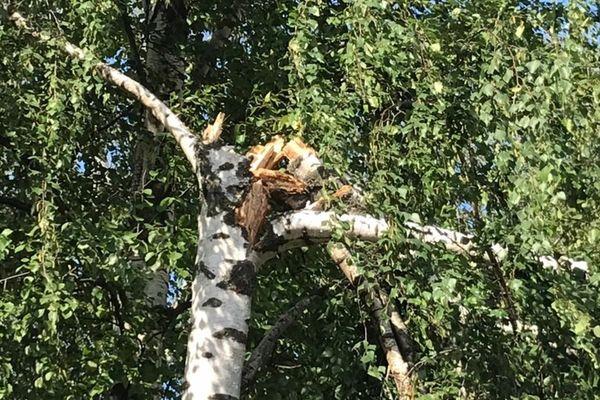 Ураган повредил семь деревьев в нижегородском кремле 