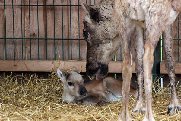 Фото Северный олененок родился в зоопарке «Лимпопо» в Нижнем Новгороде - Новости Живем в Нижнем