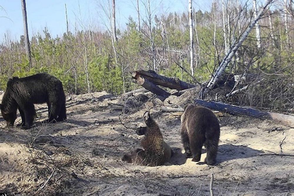 Медведица с потомством попала в объектив фотоловушки в Керженском заповеднике