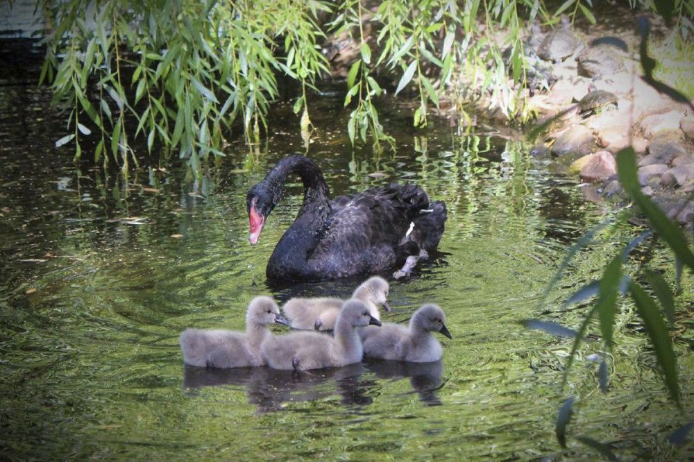 Четыре птенца черного лебедя появились на свет в нижегородском зоопарке «Лимпопо»