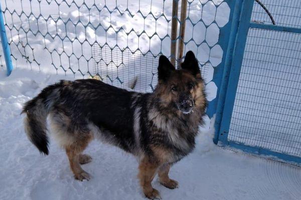 Фото Нижегородская колония ищет добрые руки для служебных собак - Новости Живем в Нижнем