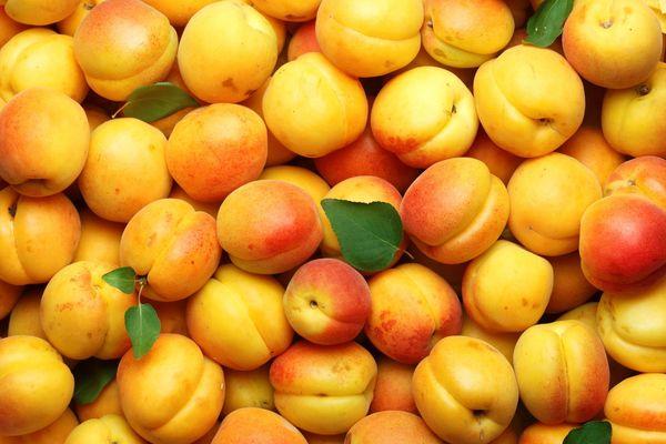 Опасного вредителя обнаружили в узбекских абрикосах в Нижегородской области
