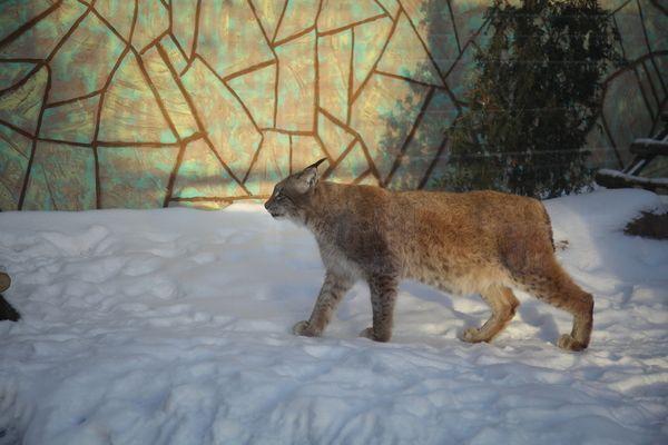В нижегородском зоопарке «Лимпопо» рыси обрели новый дом