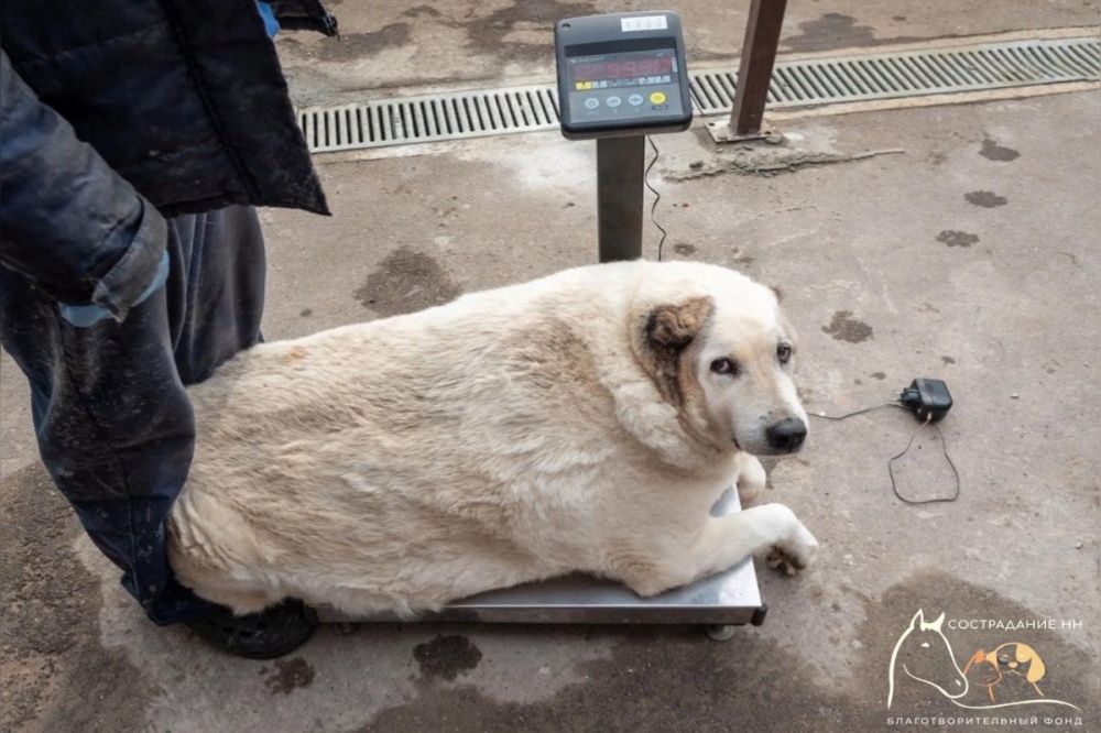 Нижегородский приют открыл сбор средств на лечение 100-килограммового пса