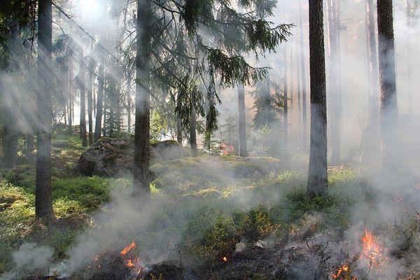 Фото Чрезвычайный класс пожароопасности прогнозируется в лесах Нижегородской области - Новости Живем в Нижнем