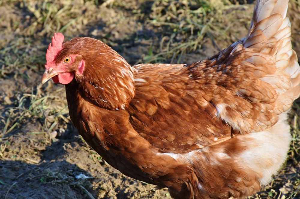 Фото Глеб Никитин поручил проработать вопрос сдерживания цен на куриное мясо и яйца - Новости Живем в Нижнем