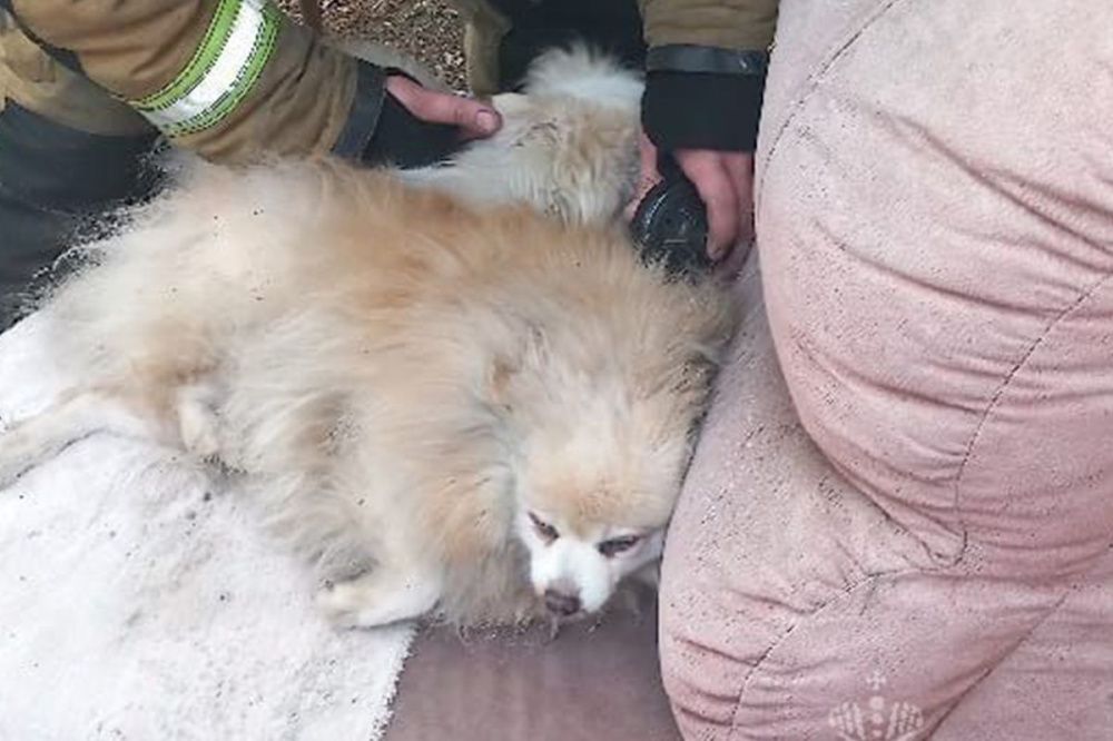 Пожарные спасли из горящей квартиры в Семёнове двух собак