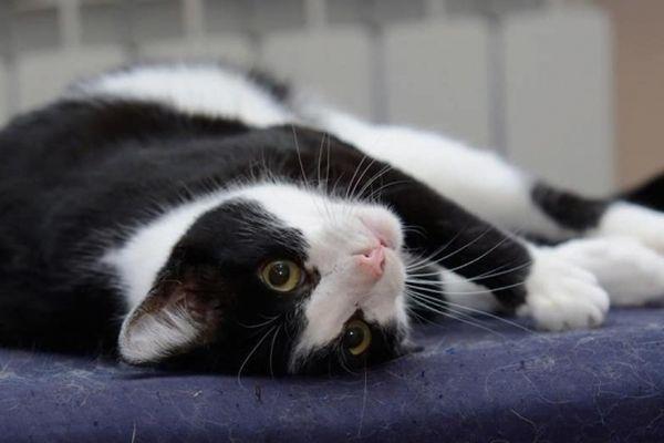 Фото 30 кошек тяжелобольной нижегородки нашли дом - Новости Живем в Нижнем