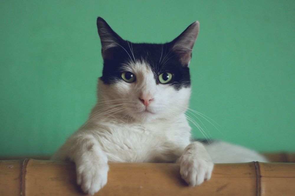 Фото Бешенство обнаружили у кошки из Воротынского района Нижегородской области - Новости Живем в Нижнем