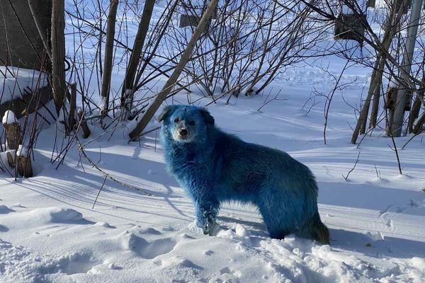 Стая голубых собак была замечена около завода в Дзержинске