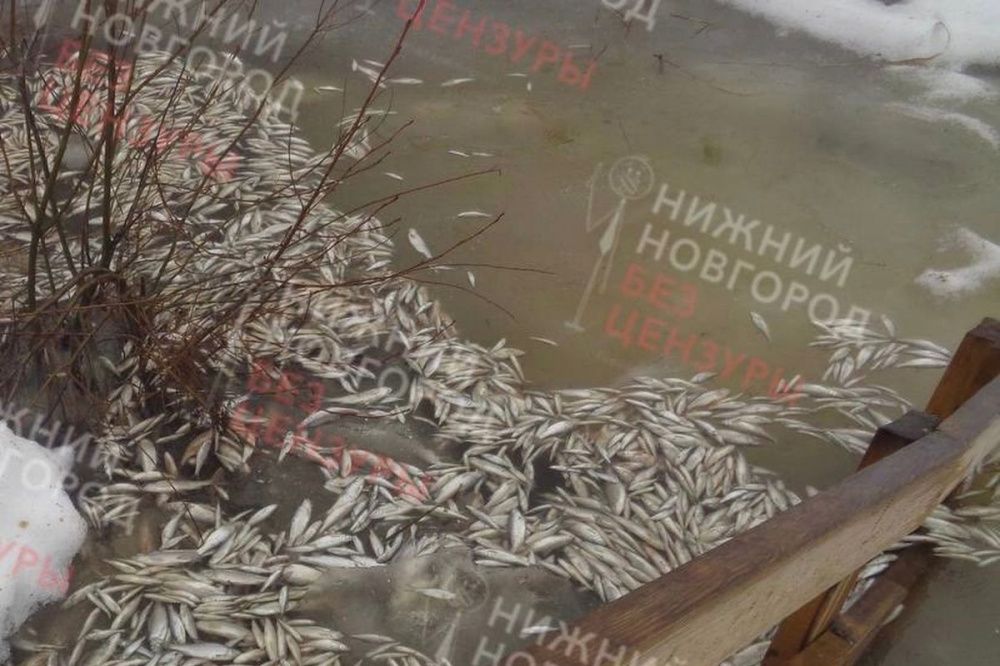 Массовый замор рыбы произошел на озере Светлояр в Нижегородской области