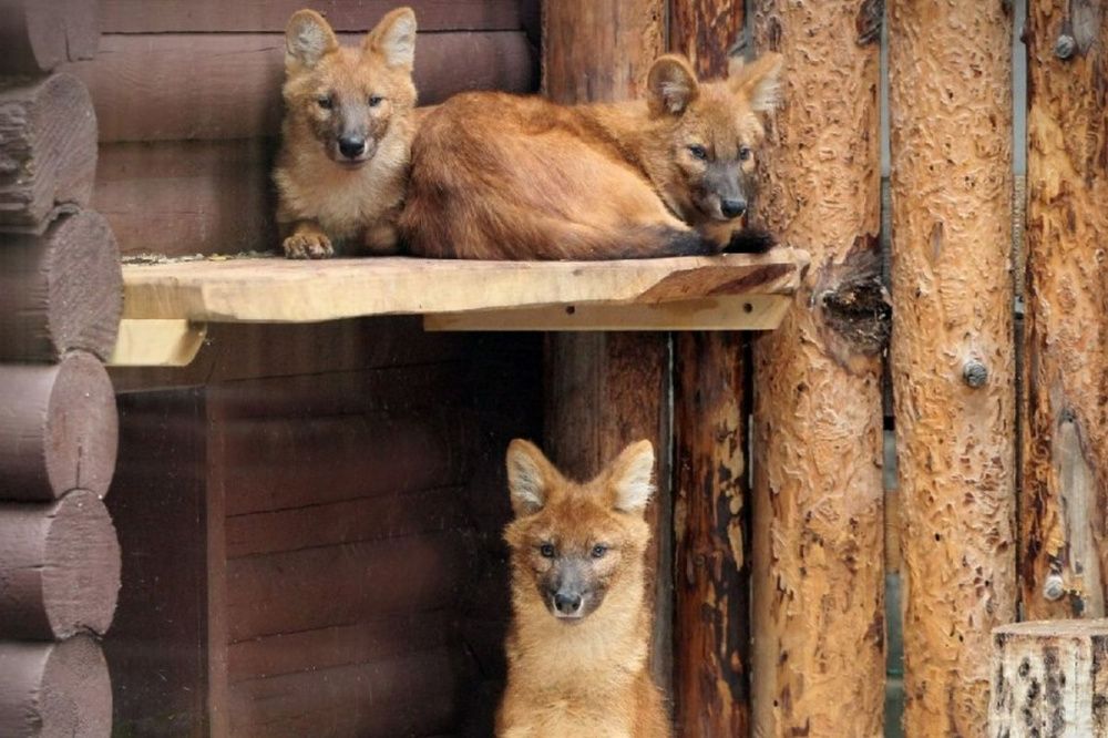 Три красных волка поселились в зоопарке «Лимпопо» в Нижнем Новгороде