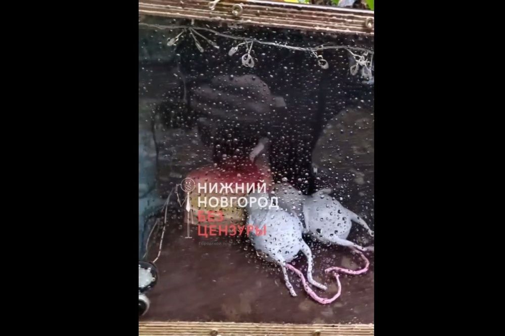 Фото Арт-объект в память о «погибших» мышатах-пушкарях появился в Почаинском овраге - Новости Живем в Нижнем