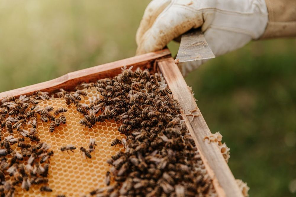 Суд заставил нижегородского пасечника демонтировать 70 ульев с пчелами