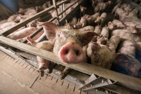 Вирус африканской чумы свиней обнаружили в Воротынском районе 