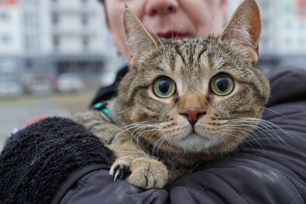 25 000 рублей на покупки в зоомагазине получит «главная кошка» Нижнего Новгорода