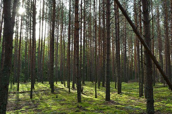 Первых в России специалистов по оценке леса подготовят в Нижегородской области