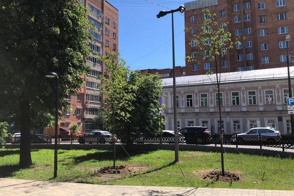 15 лип высадили в сквере на Звездинке в Нижнем Новгороде