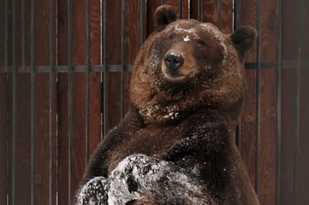 Бурые медведи в нижегородском зоопарке «Лимпопо» впали в спячку