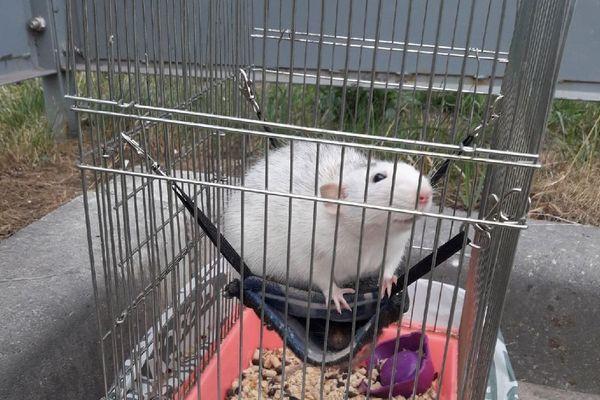 Двух декоративных крыс спасли в Нижнем Новгороде