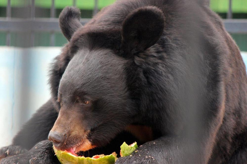 Гималайские медведи в зоопарке Нижнего Новгорода готовятся к зимней спячке