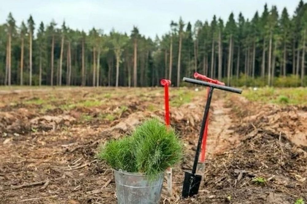 Более 2,5 млн саженцев хвойных деревьев высадили в Нижегородской области