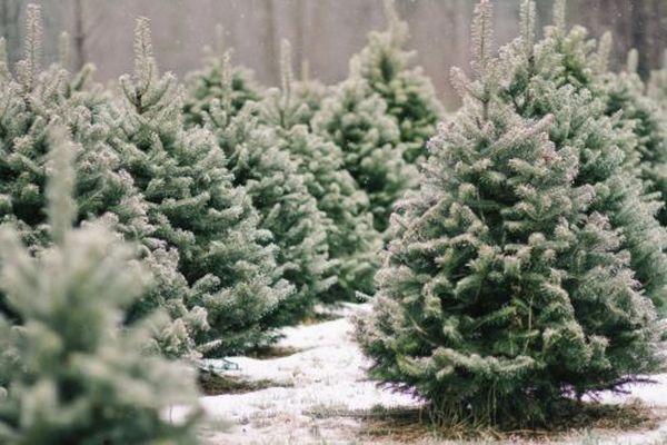 Жители Нижегородской области могут собственноручно срубить елку на праздник