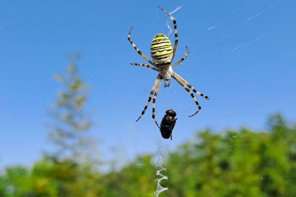 Фото Краснокнижные ядовитые пауки поселились в Нижегородской области - Новости Живем в Нижнем