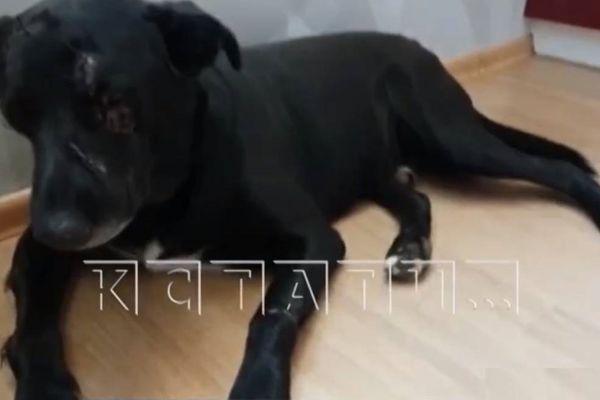 Собаку, спасенную убийцы, снова избили в Нижнем Новгороде