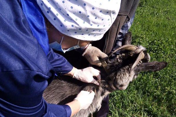 Прививку от бешенства получили 180 тысяч домашних животных в Нижегородской области