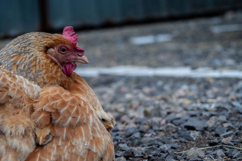 Домашних птиц изъяли в 11 нижегородских деревнях из-за вспышки гриппа