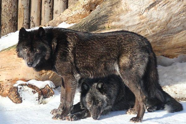 Волчица Бэлла умерла в нижегородском зоопарке «Лимпопо» 