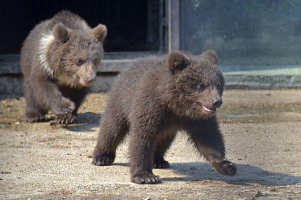 Медвежата играют в нижегородском зоопарке.