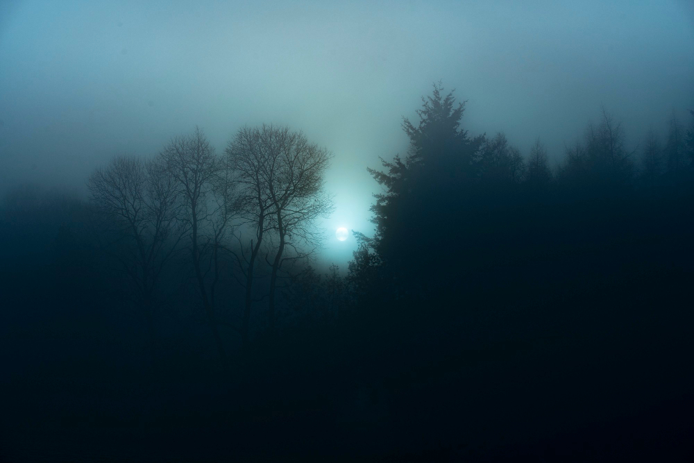 view-of-a-misty-forest-at-night.jpg