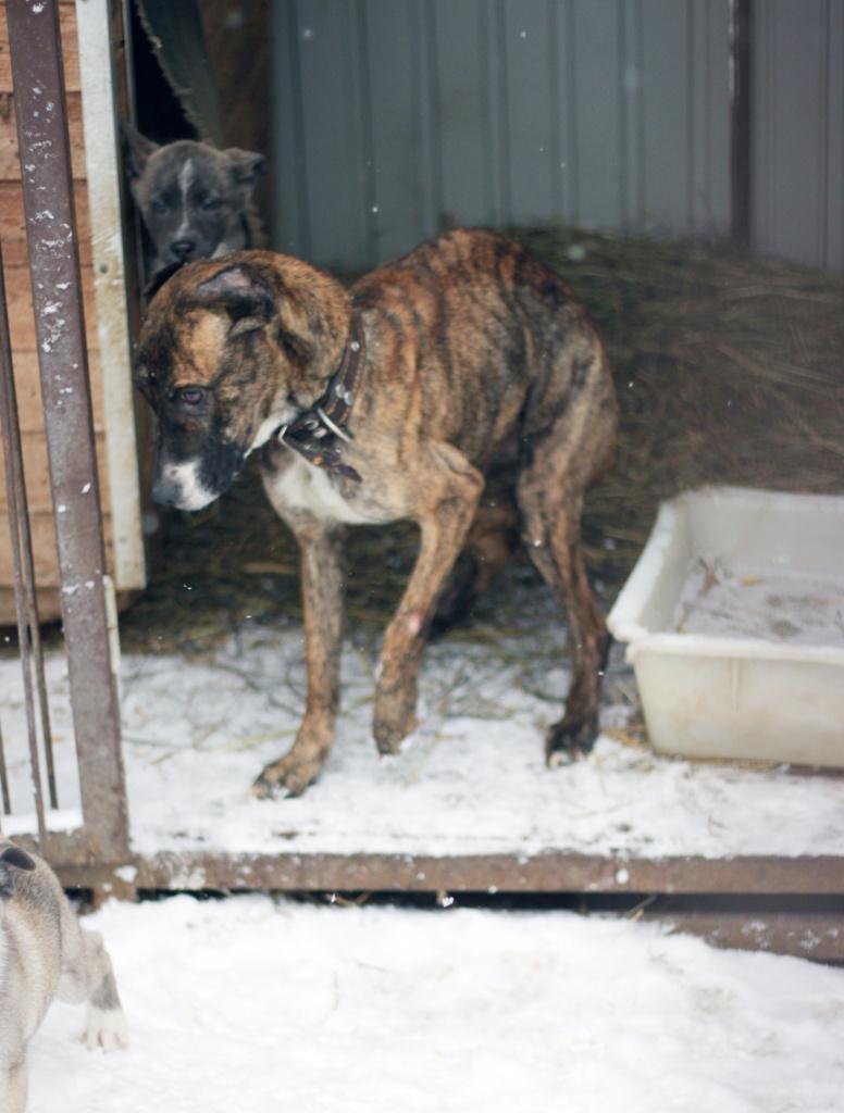 Собака-мама Варя весила 12 кг, когда ее забрали у живодеров
