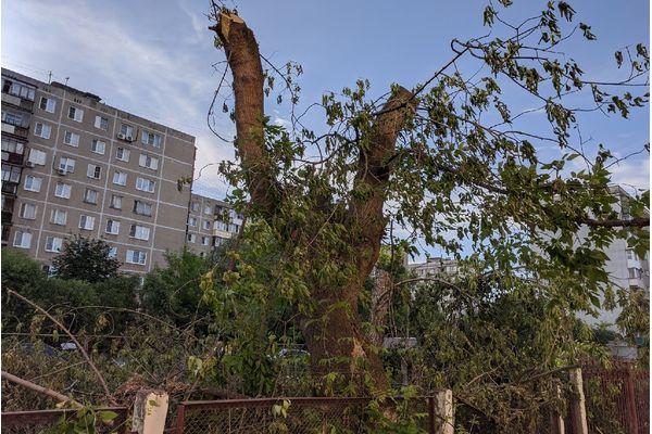 расчистка от деревьев площадки на ул. Даргомыжского
