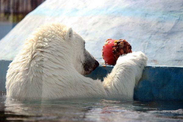 медведице Аяне приготовили фруктовый лед