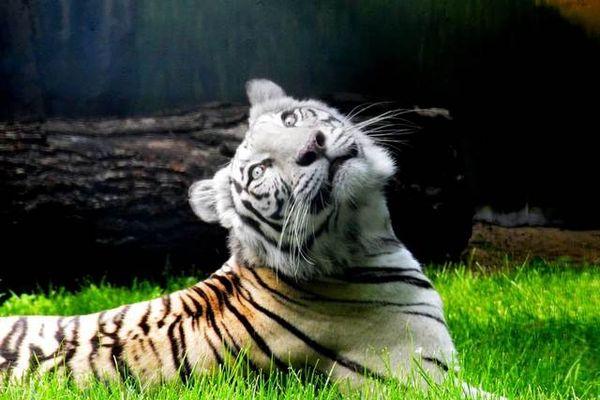 Бенгальская тигрица Вега